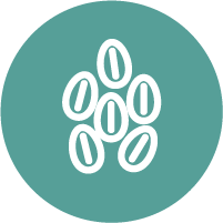 sesamo